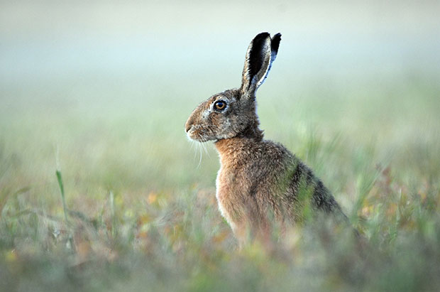 A brown hare on the meadow with wild flowers growing is a sign of our sustainable practicies