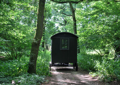 One of our beautiful Shepherds Huts on its way through the surrounding woodland towards our meadow on a sunny spring day. Find out about Glamping at Wallops Wood