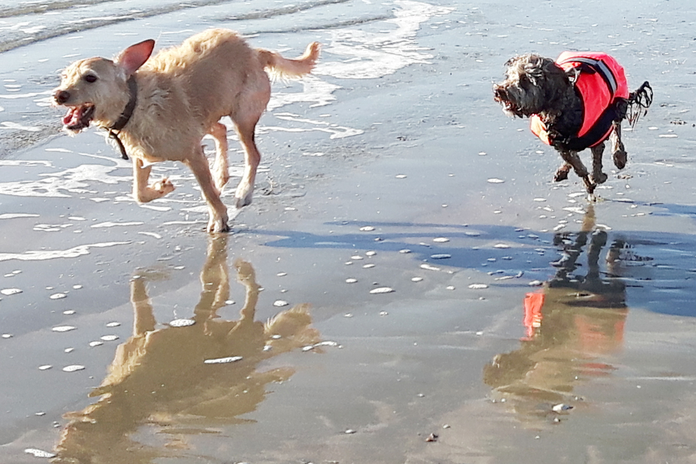 Two dogs racing each other and enjoying the beach at Hayling Island which is one of the many dog-friendly days out in Hampshire recommended on this  page