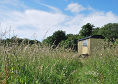 Wild grasses and flowers surrounding Barrow shepherd's hut with woodland behind it on a sunny day with blue sky and fluffy white clouds