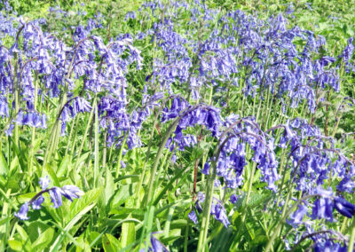 Close-up shot of a multitude of flowering bluebells at Wallops Wood