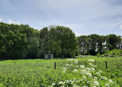 View of Boundary shepherd's hut across the verdant meadow with flowering white cow parsley in the foreground on a sunny May day with blue sky and hazy high cloud. Enjoy shepherds hut glamping in Hampshire here at Wallops Wood, or shepherd's huts are ideal for family glamping holidays