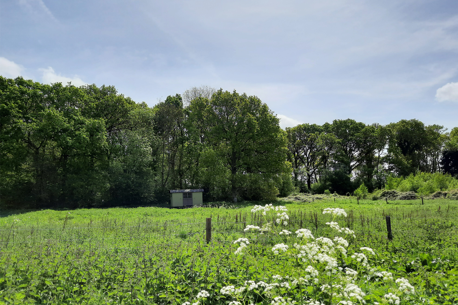 View of Boundary shepherd's hut across the verdant meadow with flowering white cow parsley in the foreground on a sunny May day with blue sky and hazy high cloud. Enjoy shepherds hut glamping in Hampshire here at Wallops Wood