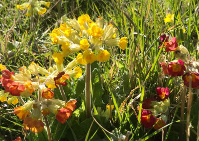 Red and yellow wild flowers growing in the grass on a sunny day, Glamping at Wallops Wood