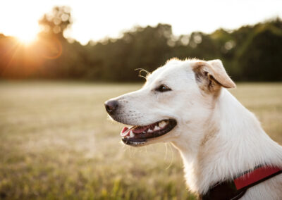 White short-haired dog smiling at sunset on the meadow, Wallops Wood