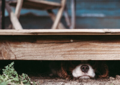 The nose of a brown and white spaniel dog just in view beneath The Bothy flooring