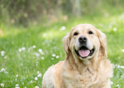 Smiling Golden Retriever dog looking to camera and obviously enjoying the grassy meadow speckled with daisies