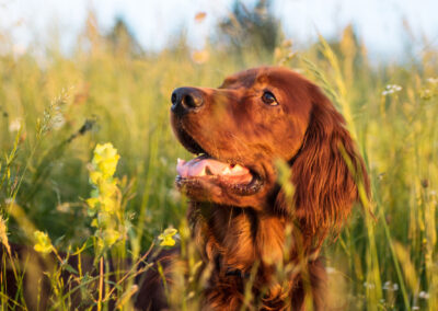 Red setter on the meadow as the sun sets with wild grasses and flowers surrounding her