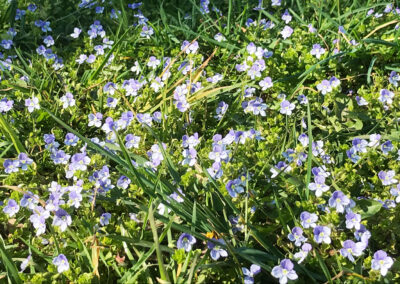 An abundance of pale blue Speedwell flowers on the meadow at Wallops Wood